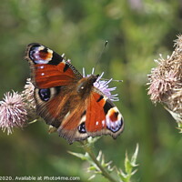 Buy canvas prints of Peacock Butterfly on a flower by Matthew Balls