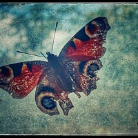 Buy canvas prints of Broken Butterfly by Matthew Balls