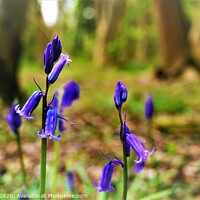 Buy canvas prints of Bluebells in the woods by Matthew Balls