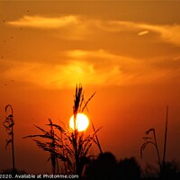Buy canvas prints of Sunset behind some grasses by Matthew Balls