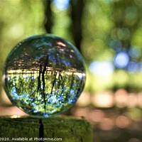 Buy canvas prints of Trees in a Sphere by Matthew Balls