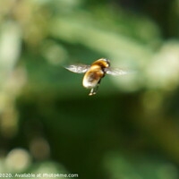 Buy canvas prints of A close of a bee in flight by Matthew Balls