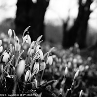 Buy canvas prints of Black and white snow drops by Matthew Balls