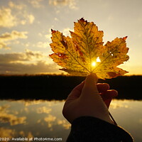 Buy canvas prints of sunset leaf by Matthew Balls