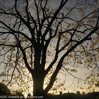 Buy canvas prints of Shpe of a tree by Matthew Balls