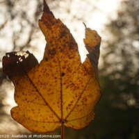 Buy canvas prints of A close up of Autumn by Matthew Balls