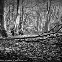 Buy canvas prints of In the woods some where by Matthew Balls