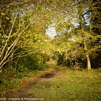 Buy canvas prints of Walk in the woods by Matthew Balls