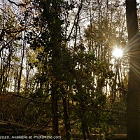 Buy canvas prints of Sunshine in teh Woods by Matthew Balls