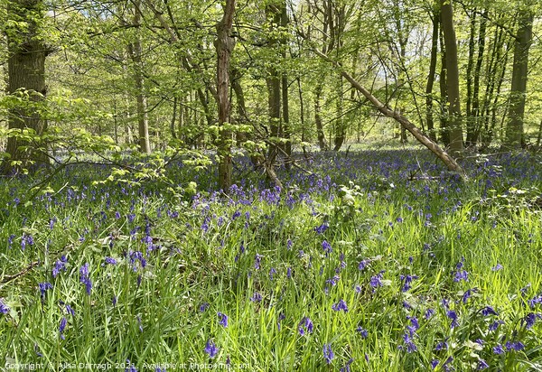 Scene of Bluebells in woods at Hanningfield Reservoir  Picture Board by Ailsa Darragh