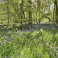 Buy canvas prints of Scene of Bluebells in woods at Hanningfield Reservoir  by Ailsa Darragh