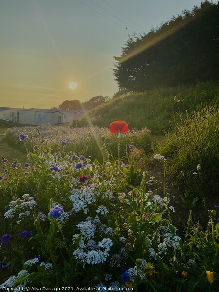 Wild Flowers at Sunset Picture Board by Ailsa Darragh