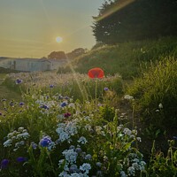 Buy canvas prints of Wild Flowers at Sunset by Ailsa Darragh