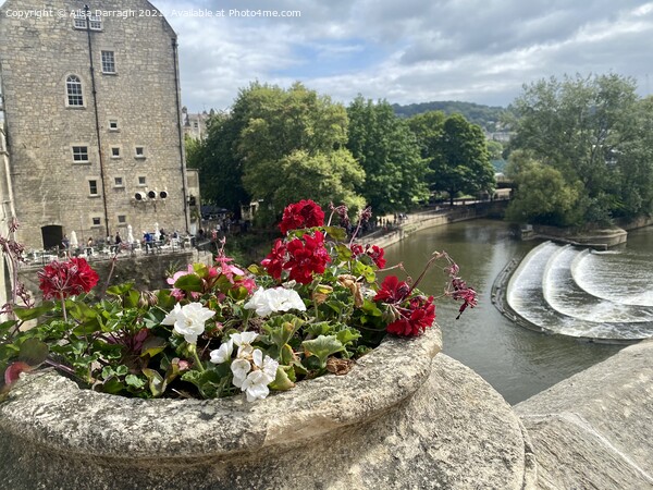 Bath City view by Pulteney Bridge  Picture Board by Ailsa Darragh