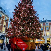 Buy canvas prints of Covent Garden Christmas Tree, London by Ailsa Darragh