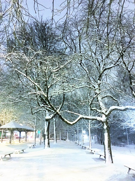 Bremen Winter Snow Scene, Germany Picture Board by Ailsa Darragh