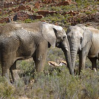 Buy canvas prints of Elephants Entwined in Africa by Ailsa Darragh