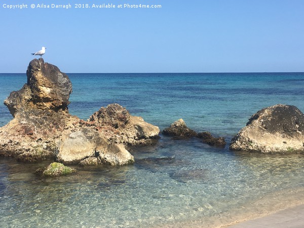 Seagull on Rocks, Cala Nova, Es Cana, Ibiza Picture Board by Ailsa Darragh