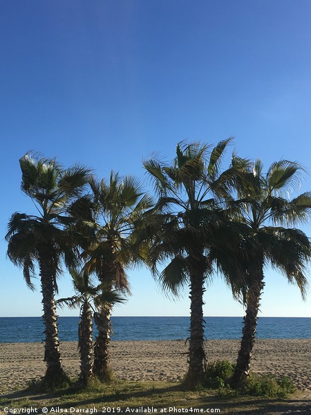 Palm Trees on La Cala beach Picture Board by Ailsa Darragh