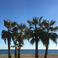 Buy canvas prints of Palm Trees on La Cala beach by Ailsa Darragh