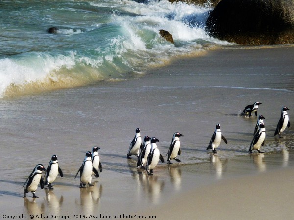 Penguins on Boulder Beach, Cape Town Picture Board by Ailsa Darragh