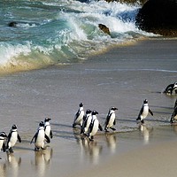 Buy canvas prints of Penguins on Boulder Beach, Cape Town by Ailsa Darragh