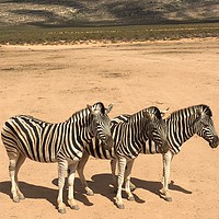 Buy canvas prints of Three Zebras on safari in South Africa by Ailsa Darragh