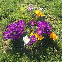 Buy canvas prints of Spring Crocus flowers in bloom by Ailsa Darragh