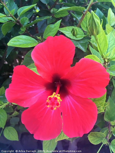 Red Hibiscus Tropical Flower Picture Board by Ailsa Darragh