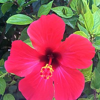 Buy canvas prints of Red Hibiscus Tropical Flower by Ailsa Darragh