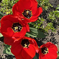 Buy canvas prints of Red Tulips in the Park by Ailsa Darragh
