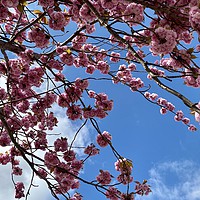 Buy canvas prints of Cherry Blossom in Spring by Ailsa Darragh