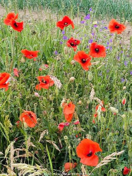 Wild Poppies in Suffolk Picture Board by Ailsa Darragh