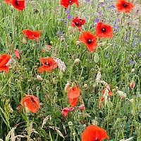 Buy canvas prints of Wild Poppies in Suffolk by Ailsa Darragh