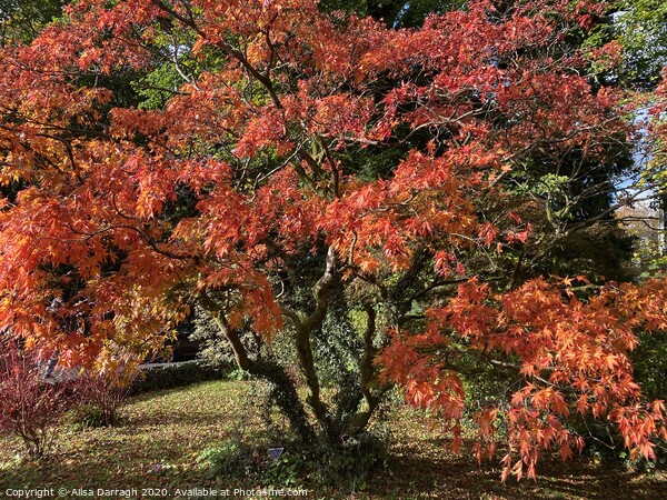 Autumn Tree in Grasmere Picture Board by Ailsa Darragh