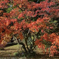 Buy canvas prints of Autumn Tree in Grasmere by Ailsa Darragh