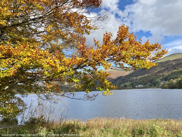 Autumn at Grasmere Lake District Picture Board by Ailsa Darragh