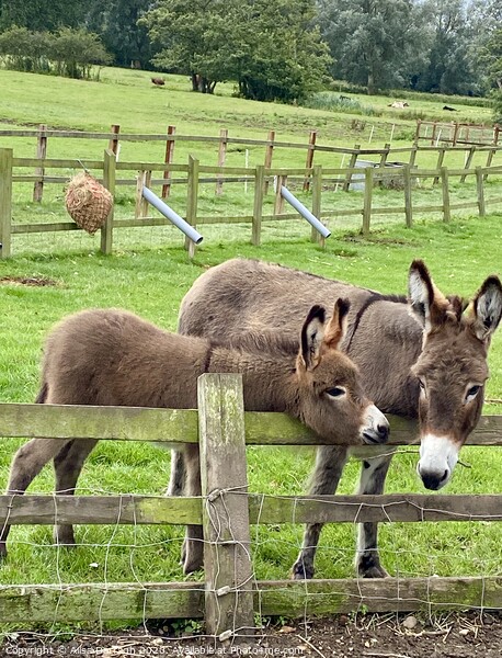 Donkeys at Easton Farm Park Picture Board by Ailsa Darragh