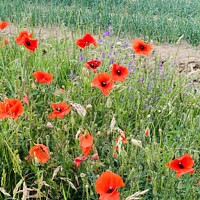 Buy canvas prints of Poppies  by Ailsa Darragh