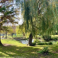 Buy canvas prints of Chalkwell Park, Essex by Ailsa Darragh