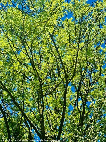 Bright Green tree against bright blue sky Picture Board by Ailsa Darragh