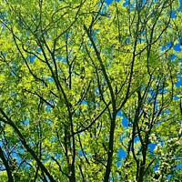 Buy canvas prints of Bright Green tree against bright blue sky by Ailsa Darragh