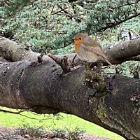 Buy canvas prints of Robin on a tree by Ailsa Darragh
