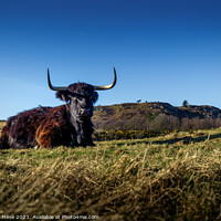 Buy canvas prints of Highland Cow by Douglas Milne