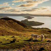 Buy canvas prints of An Autumn Evening on Conic Hill by Douglas Milne
