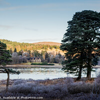 Buy canvas prints of Scots Pine Trees by Loch Tulla by Douglas Milne