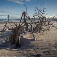 Buy canvas prints of Driftwood by Douglas Milne