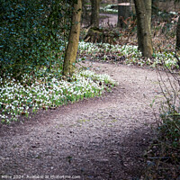Buy canvas prints of Snowdrops at Cambo by Douglas Milne