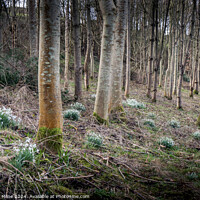Buy canvas prints of Willie's Wood, Balmullo by Douglas Milne
