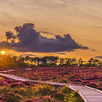 Buy canvas prints of Red Moss Sunset by Douglas Milne